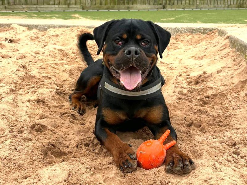 Lucy | Rottweiler | Evesham (Worcestershire) - 6