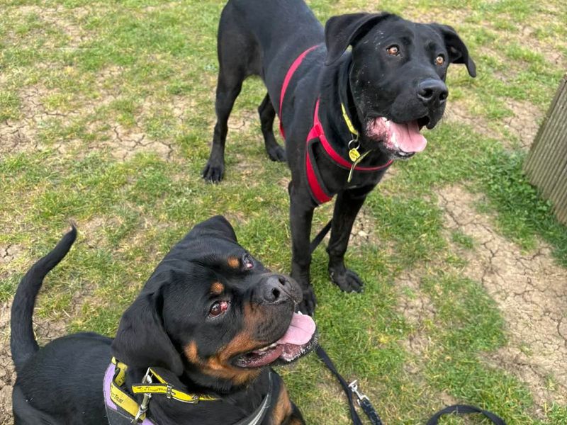 Lucy | Rottweiler | Evesham (Worcestershire) - 8
