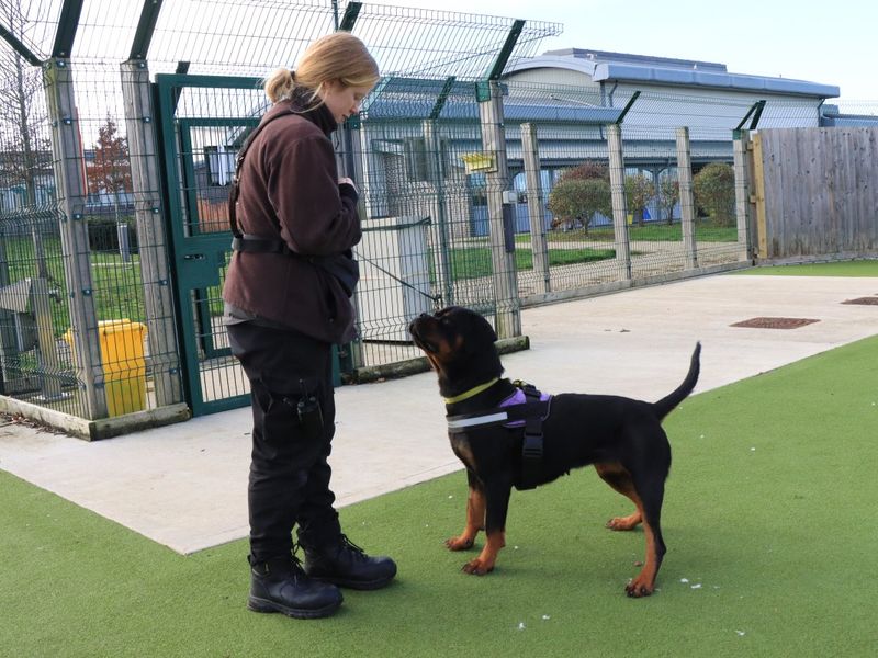 Lucy | Rottweiler | Evesham (Worcestershire) - 4
