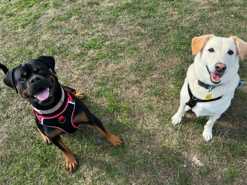 Lucy | Rottweiler | Evesham (Worcestershire) - 5