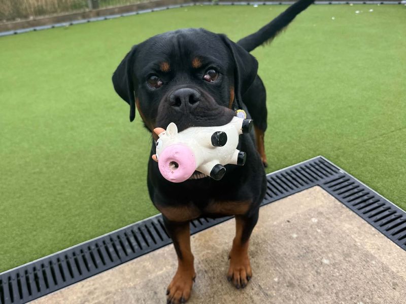 Lucy | Rottweiler | Evesham (Worcestershire) - 9