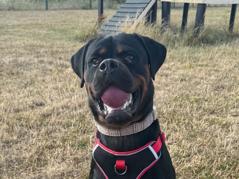 Lucy | Rottweiler | Evesham (Worcestershire) - 3