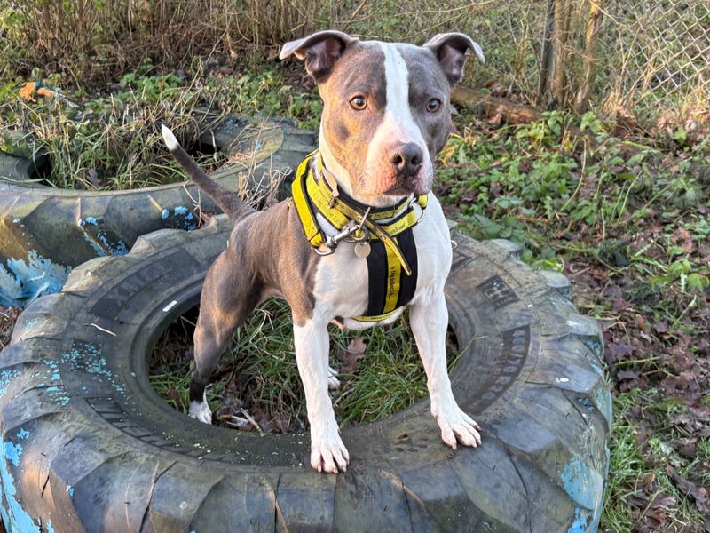 Staffordshire Bull Terrier for adoption in Snetterton, Norfolk – 5 years old
