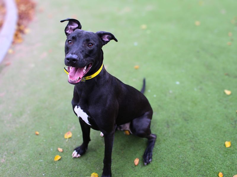 Milo, a 2 years old male Lurcher available for adoption from Dogs Trust in Manchester, Greater Manchester
