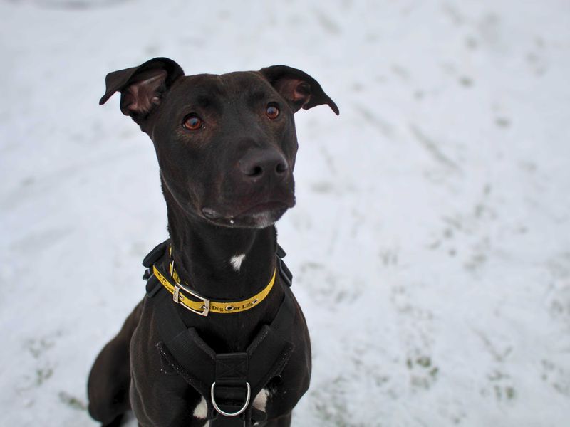 Milo, a 4 years old male Unknown available for adoption from Dogs Trust in Manchester, Greater Manchester