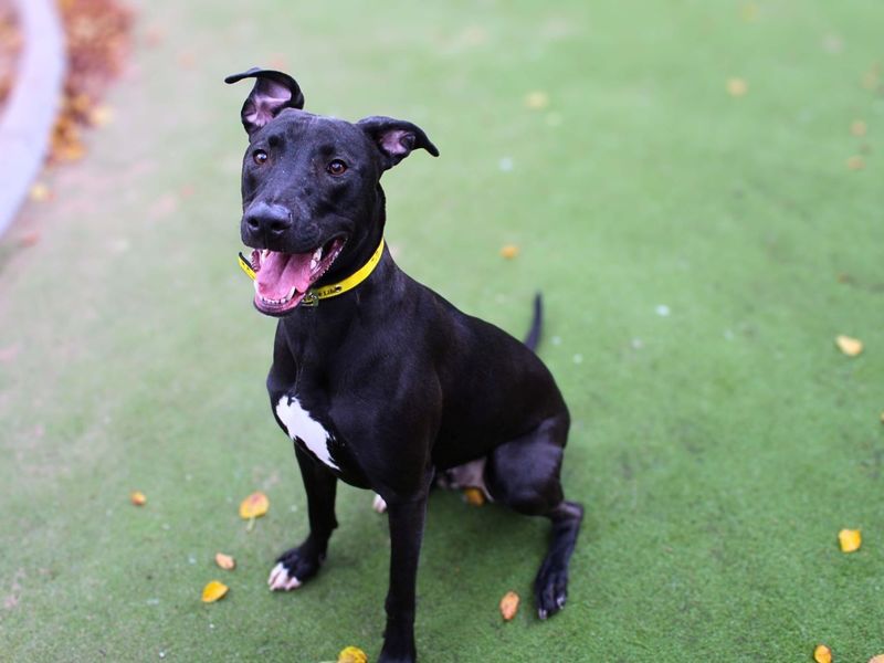 Milo, a 4 years old male Lurcher available for adoption from Dogs Trust in Manchester, Greater Manchester