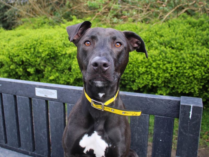 Milo | Lurcher | Manchester - 1