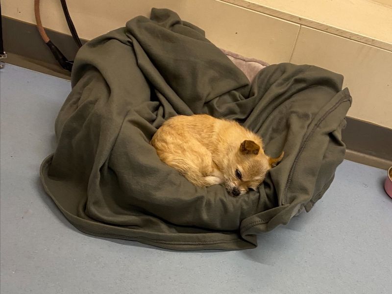 Chihuahua Dogs And Puppies For Adoption