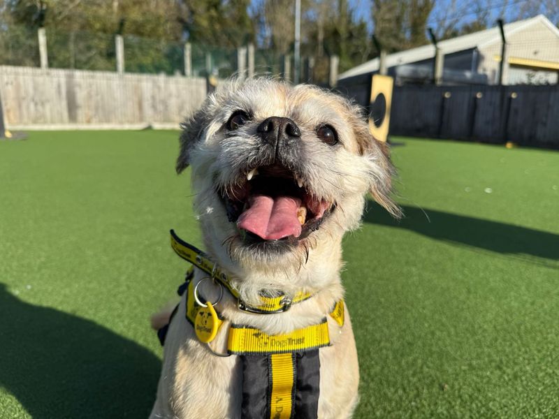 Pug for adoption in Glasgow, Scotland – 6 years old