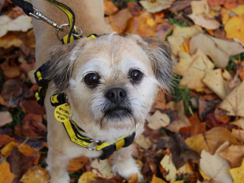 Pug for adoption in Glasgow, Scotland – 6 years old - Image 2 of 3