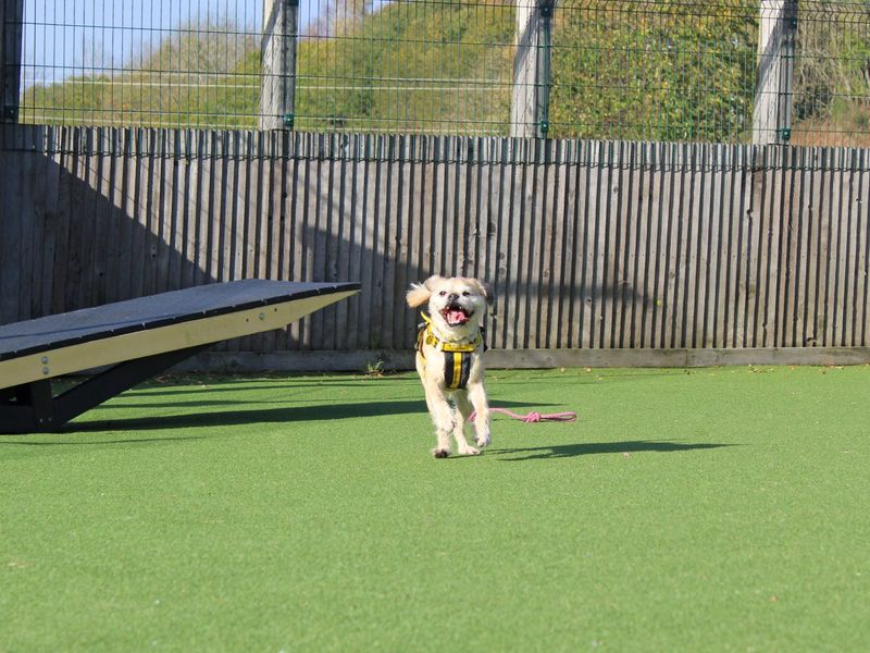 Pug for adoption in Glasgow, Scotland – 6 years old - Image 3 of 3