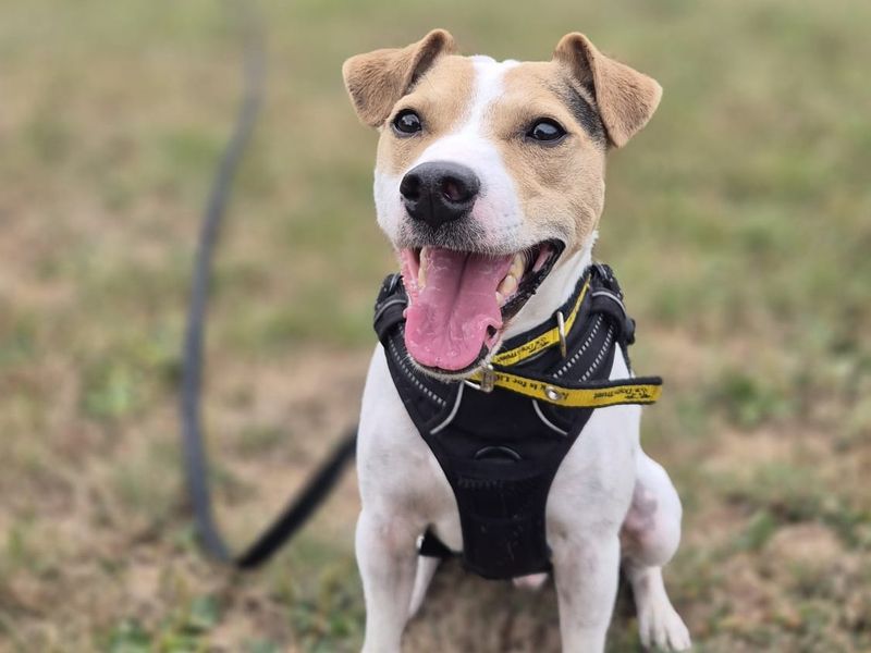 Rex | Terrier (Jack Russell) | Shrewsbury (Shropshire) - 2