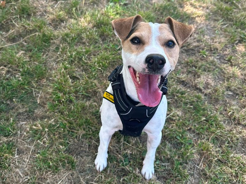 Rex | Terrier (Jack Russell) | Shrewsbury (Shropshire) - 4