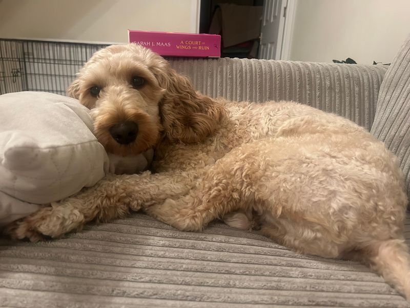 Poodle for adoption in Newbury, Berks – 2 years old