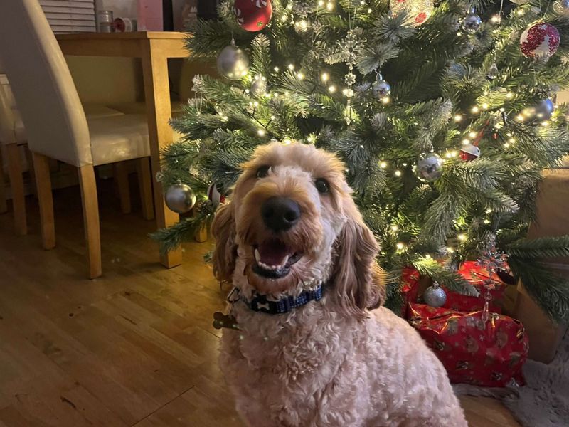 Poodle for adoption in Newbury, Berkshire – 2 years old - Image 2 of 2