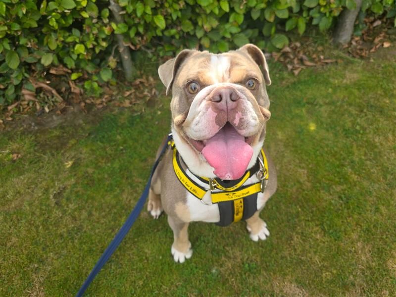 English Bulldog for adoption in Kenilworth, Warwickshire – 4 years old - Image 3 of 4