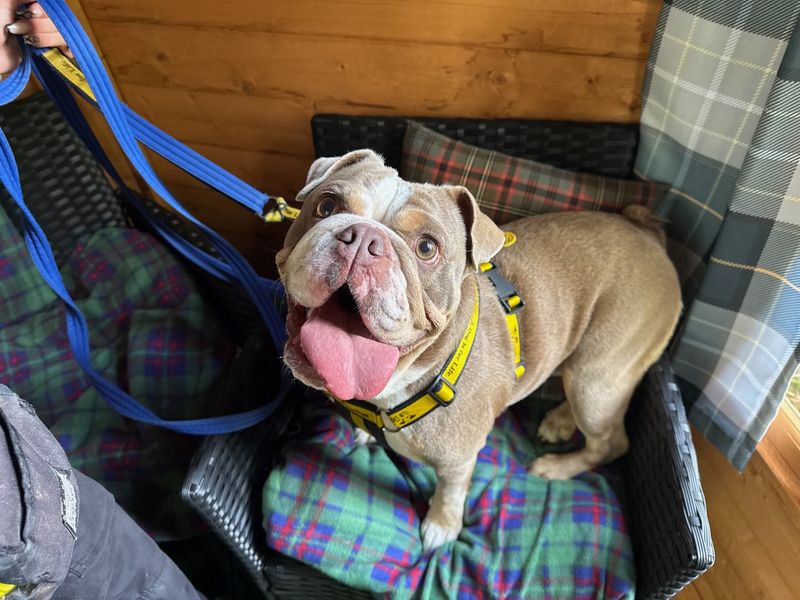 English Bulldog for adoption in Kenilworth, Warks – 4 years old