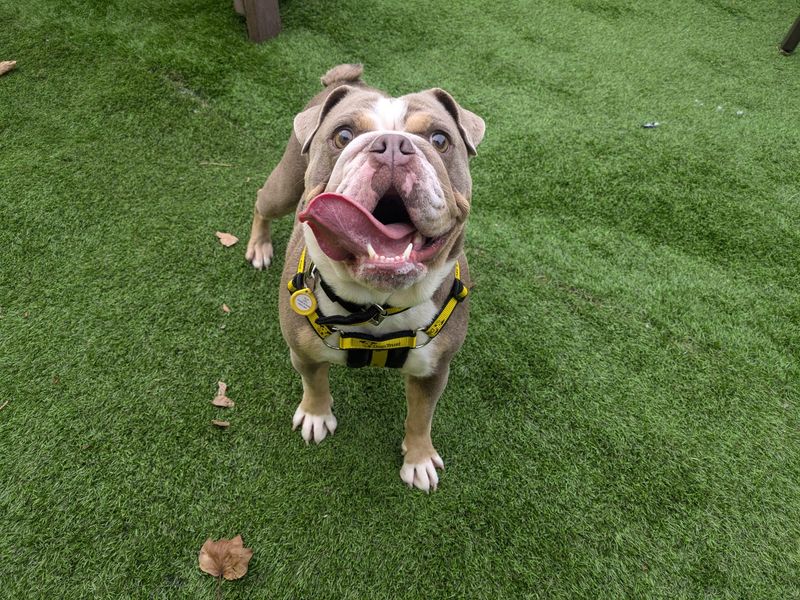 English Bulldog for adoption in Kenilworth, Warwickshire – 4 years old - Image 4 of 4