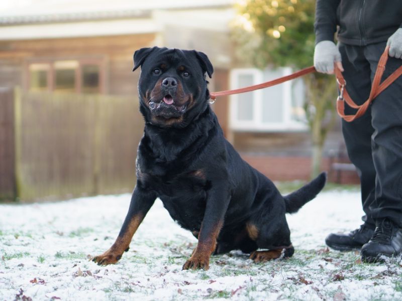 Tyson - Image 3 of 4