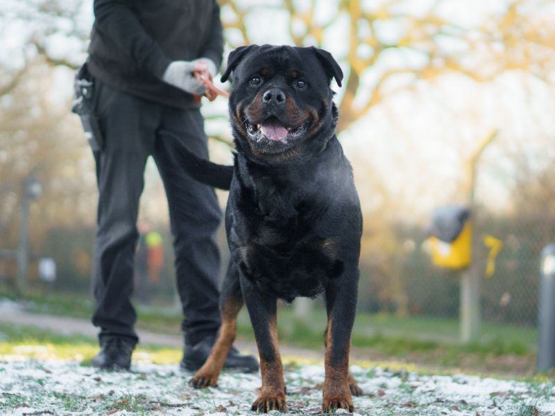 Tyson - Image 2 of 4