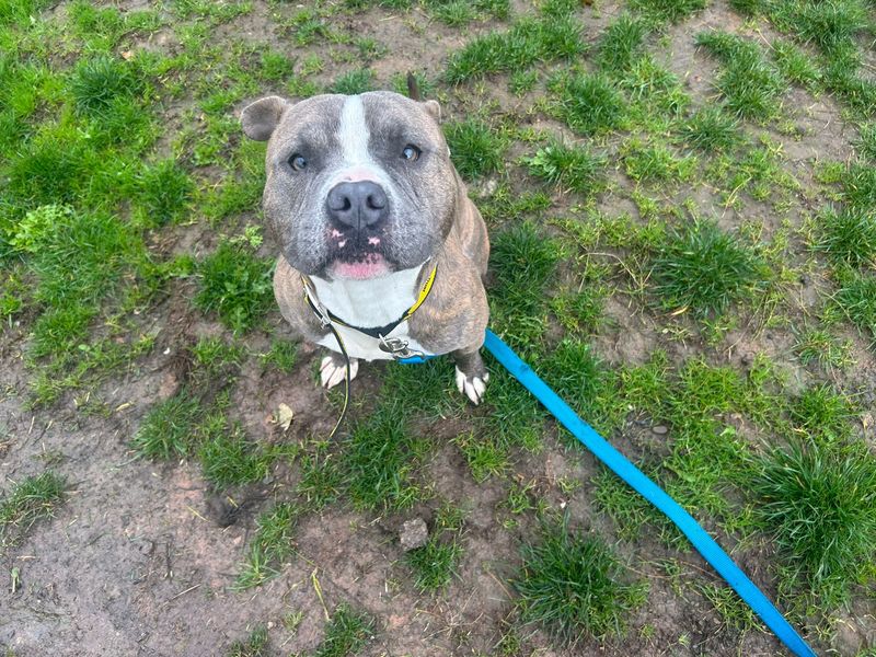 Staffordshire Bull Terrier for adoption in Cardiff, Glamorgan – 1 year old - Image 4 of 4