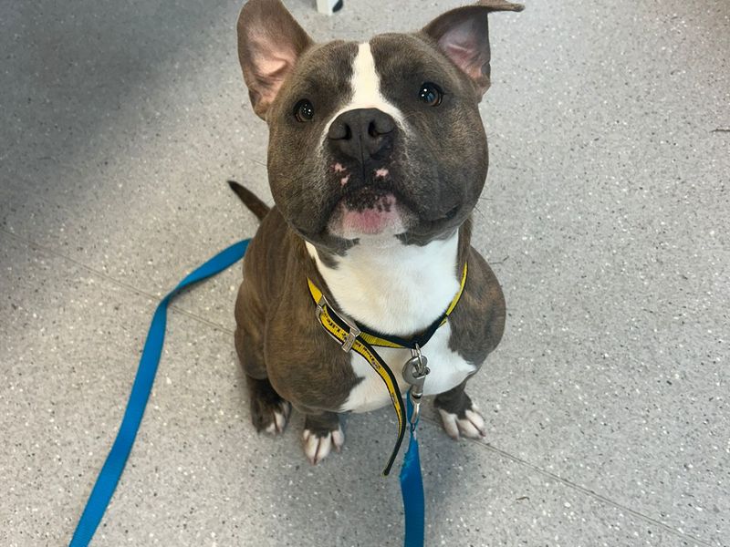 Staffordshire Bull Terrier for adoption in Cardiff, Glamorgan – 1 year old - Image 2 of 4