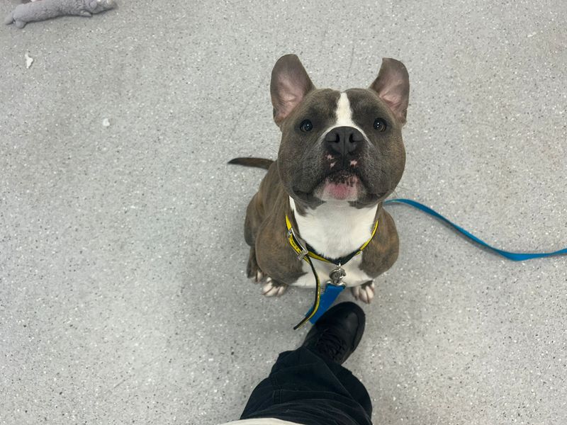 Chico | Terrier (Staffordshire Bull) | Cardiff - 1