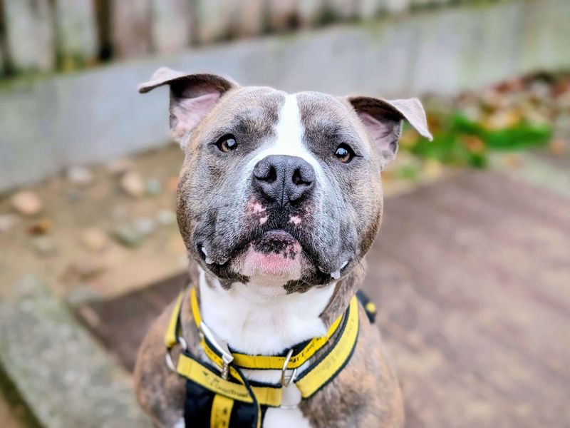 Chico | Terrier (Staffordshire Bull) | Cardiff - 1