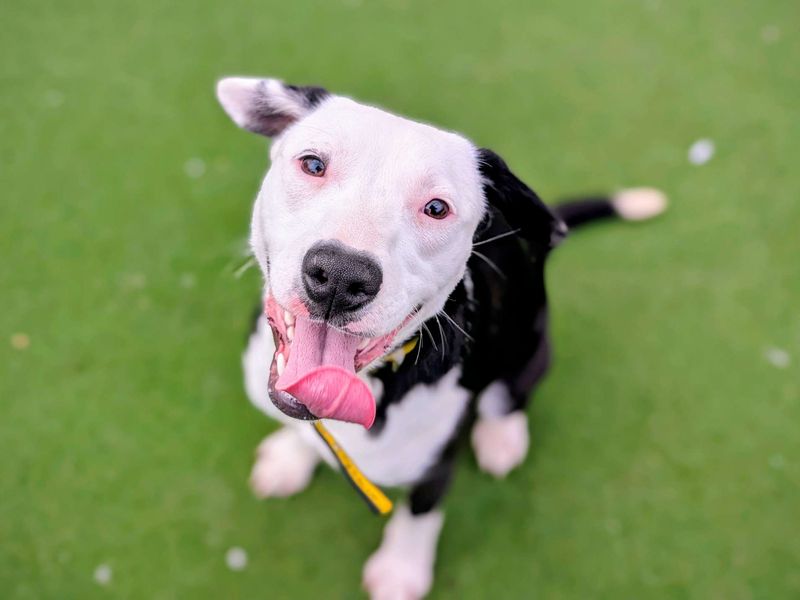 Staffordshire Bull Terrier for adoption in Cardiff / Caerdydd, South Glamorgan – 12 months old - Image 4 of 4