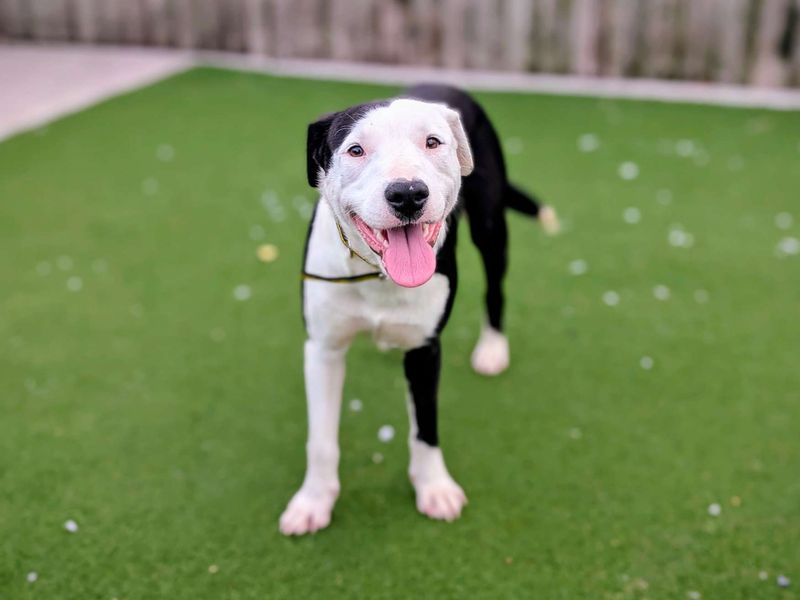 Border Collie Dogs And Puppies For Adoption