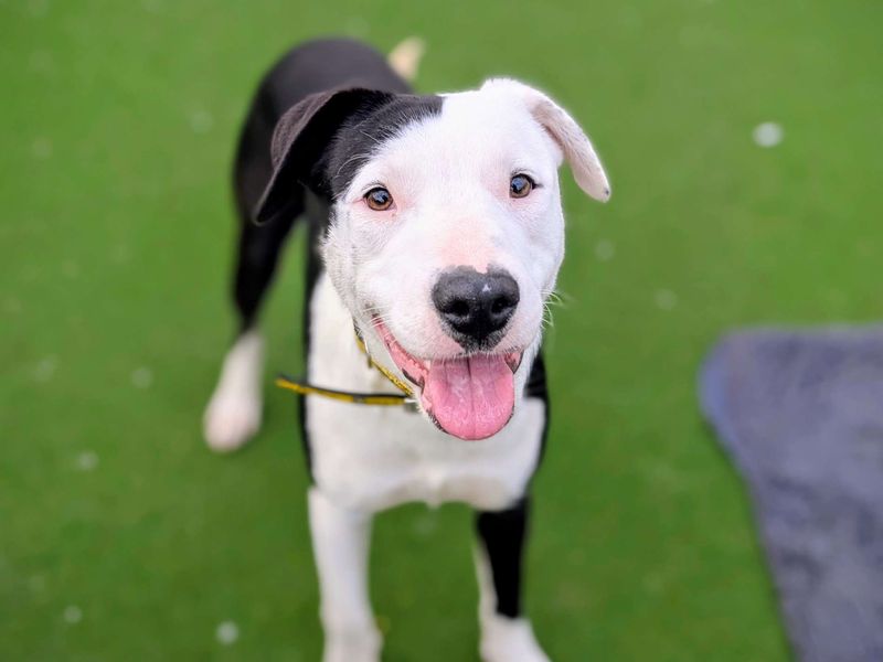 Staffordshire Bull Terrier for adoption in Cardiff, Glamorgan – 10 months old - Image 3 of 4