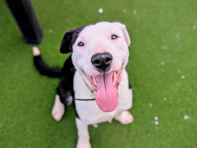 Staffordshire Bull Terrier for adoption in Cardiff, Glamorgan – 10 months old - Image 4 of 4