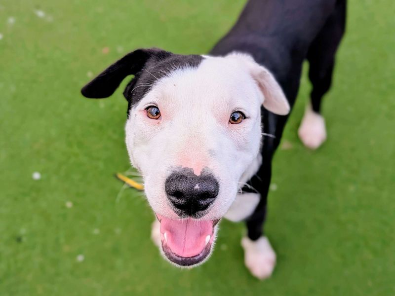 Staffordshire Bull Terrier for adoption in Cardiff, Glamorgan – 10 months old - Image 2 of 4