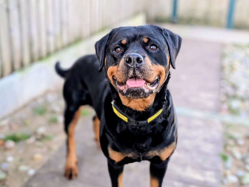 Rottweiler for adoption in Cardiff / Caerdydd, South Glamorgan – 3 years old - Image 5 of 7