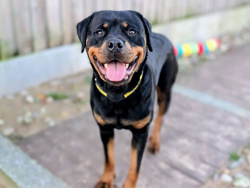 Rottweiler for adoption in Cardiff / Caerdydd, South Glamorgan – 3 years old - Image 6 of 7