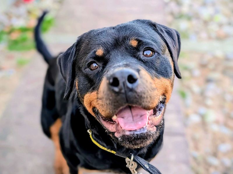 Rottweiler for adoption in Cardiff / Caerdydd, South Glamorgan – 3 years old - Image 3 of 7