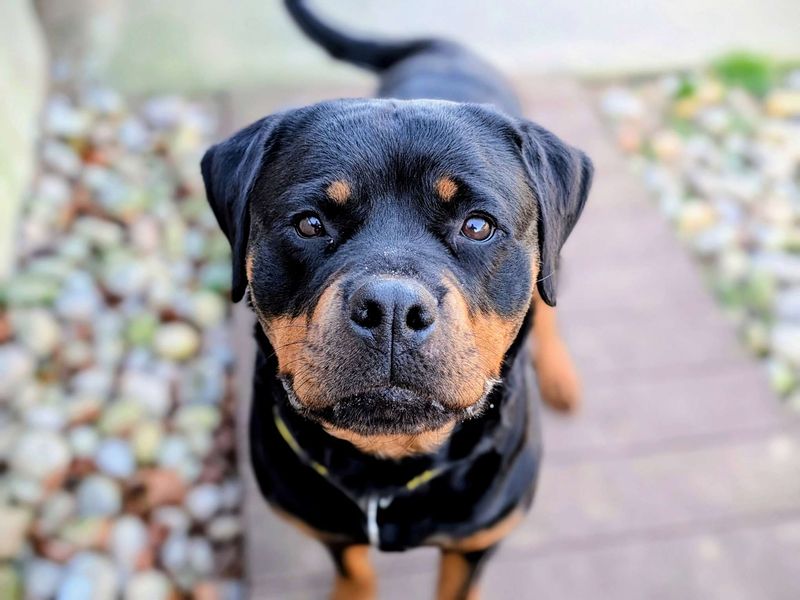 Rottweiler for adoption in Cardiff / Caerdydd, South Glamorgan – 3 years old - Image 2 of 7