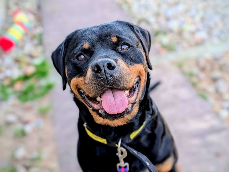 Rottweiler for adoption in Cardiff / Caerdydd, South Glamorgan – 3 years old - Image 7 of 7