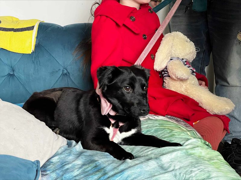 Elphaba, a 4 years old female Crossbreed available for adoption from Dogs Trust in Cardiff