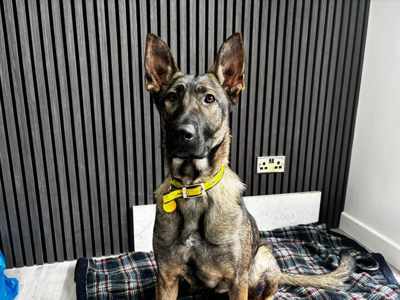 German Shepherd for adoption in Kenilworth, Warks – 1 year old - Image 4 of 6