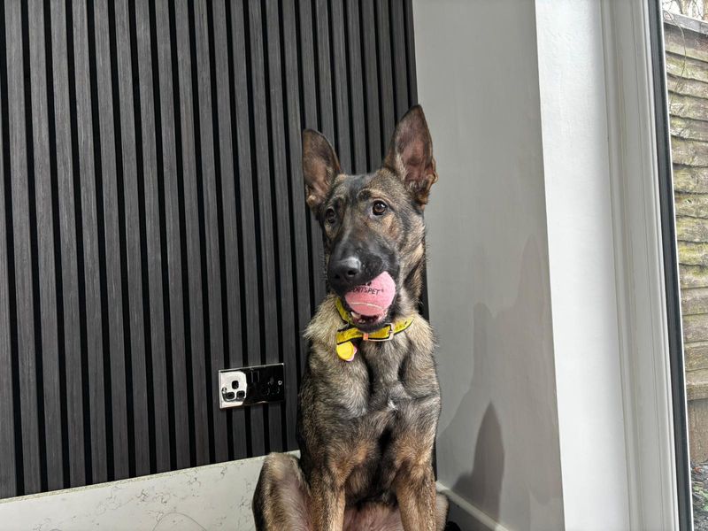 German Shepherd for adoption in Kenilworth, Warks – 1 year old