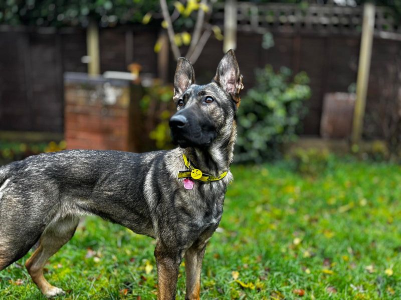 German Shepherd for adoption in Kenilworth, Warks – 1 year old - Image 6 of 6