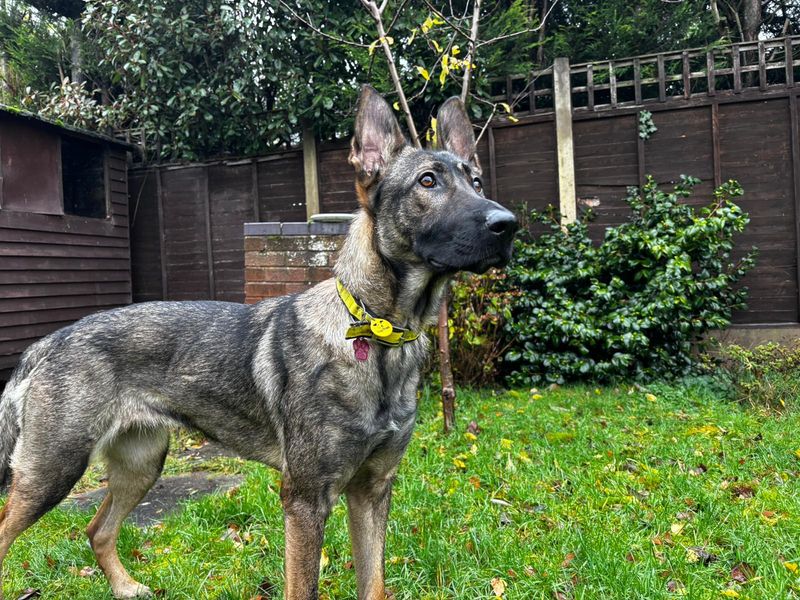 German Shepherd for adoption in Kenilworth, Warks – 1 year old - Image 2 of 6