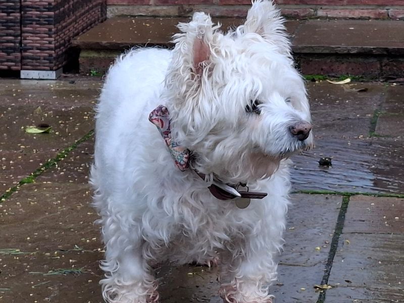 Luna, a 8 years old female West Highland White Terrier available for adoption from Dogs Trust in Salisbury, Wiltshire