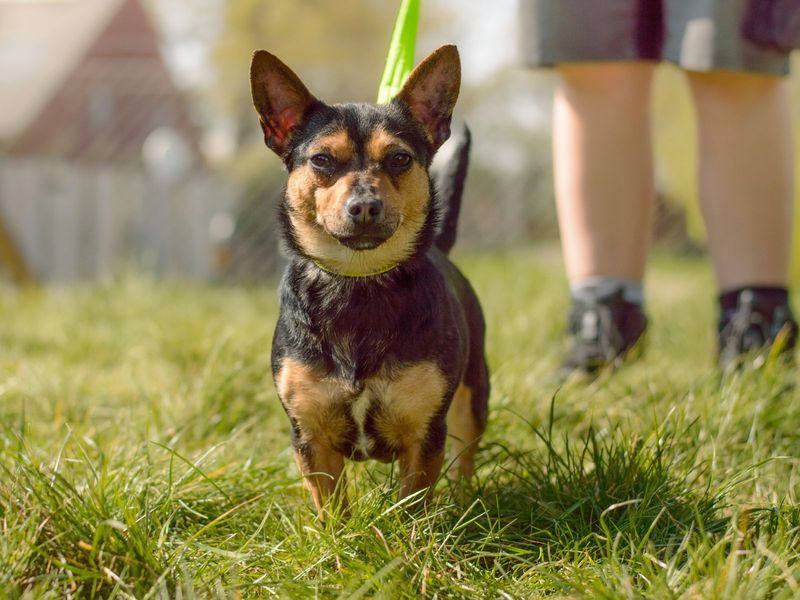 Jack Russell Terrier for adoption in Uxbridge, London – 6 years old - Image 2 of 2