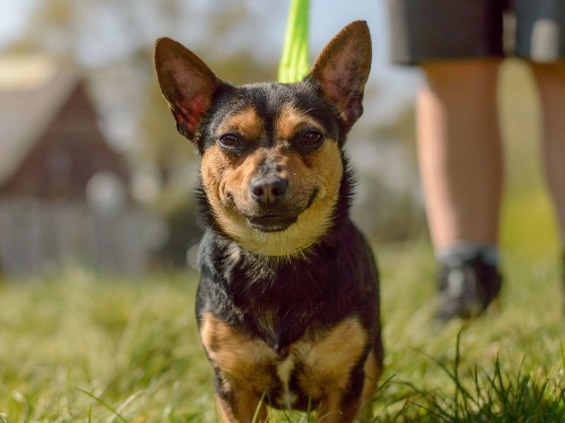 Jack Russell Terrier for adoption in Uxbridge, London – 6 years old