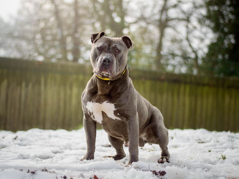 Staffordshire Bull Terrier for adoption in Kenilworth, Warks – 3 years old