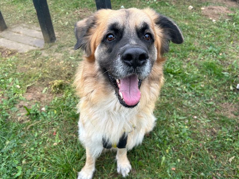 German Shepherd Dogs And Puppies For Adoption