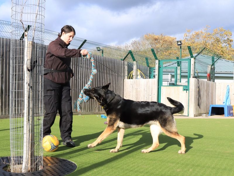 German Shepherd for adoption in Evesham, Worcestershire – 1 year old - Image 2 of 7