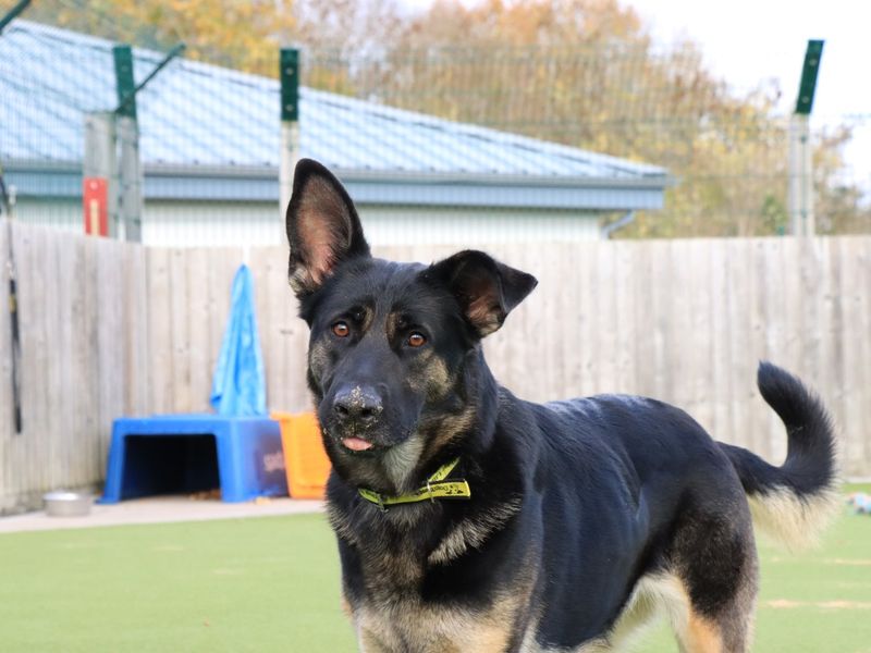 German Shepherd for adoption in Evesham, Worcestershire – 1 year old - Image 4 of 7